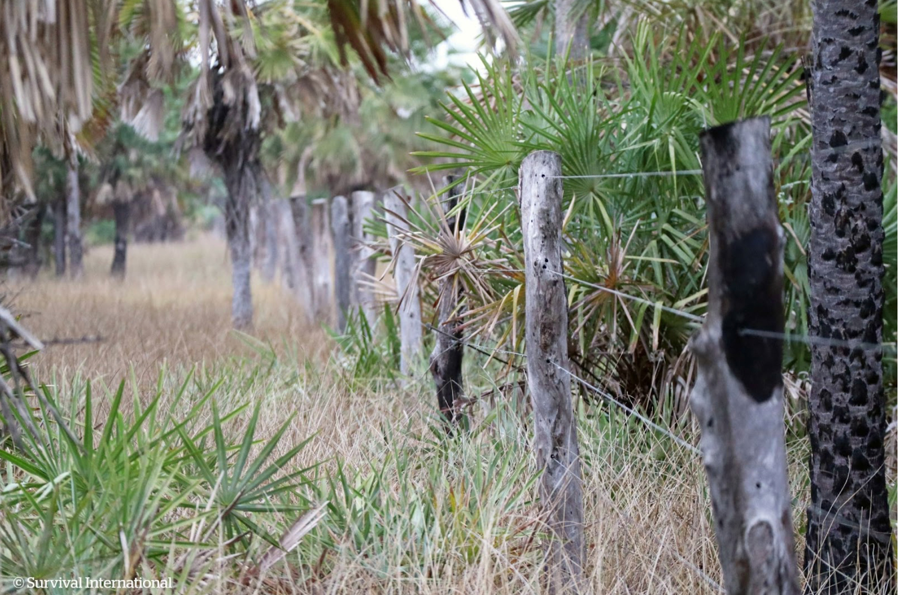 Totobiegosodes podrían movilizarse en ruta ante proyectos agroganaderos que ponen en peligro su territorio